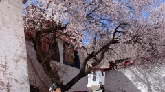 Early April is the peak season for peach blossoms🌺