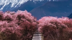 Entry Guidelines for Malaysian Tourists to Tibet