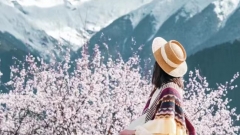 2025 Tibet Tour || Peach Blossom Viewing in Nyingchi Now Open for Booking!!