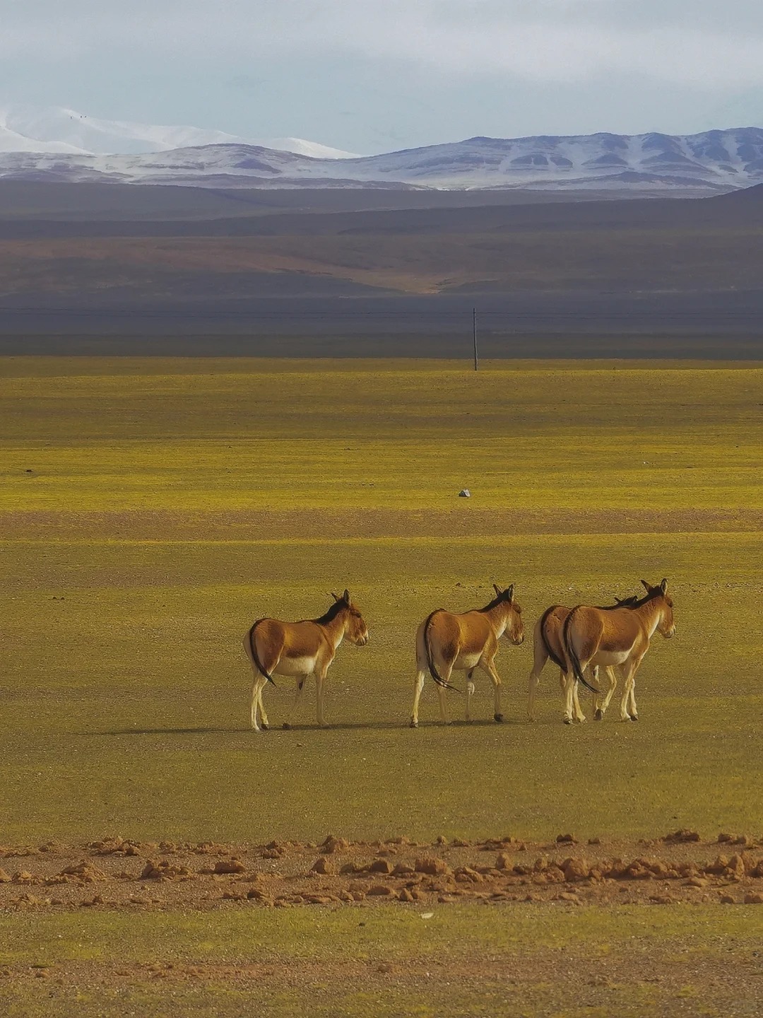 If you don’t reach Ngari, how can you understand Tibet?