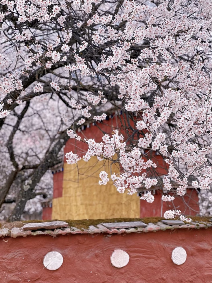 2025 Tibet Tour || Peach Blossom Viewing in Nyingchi Now Open for Booking!!