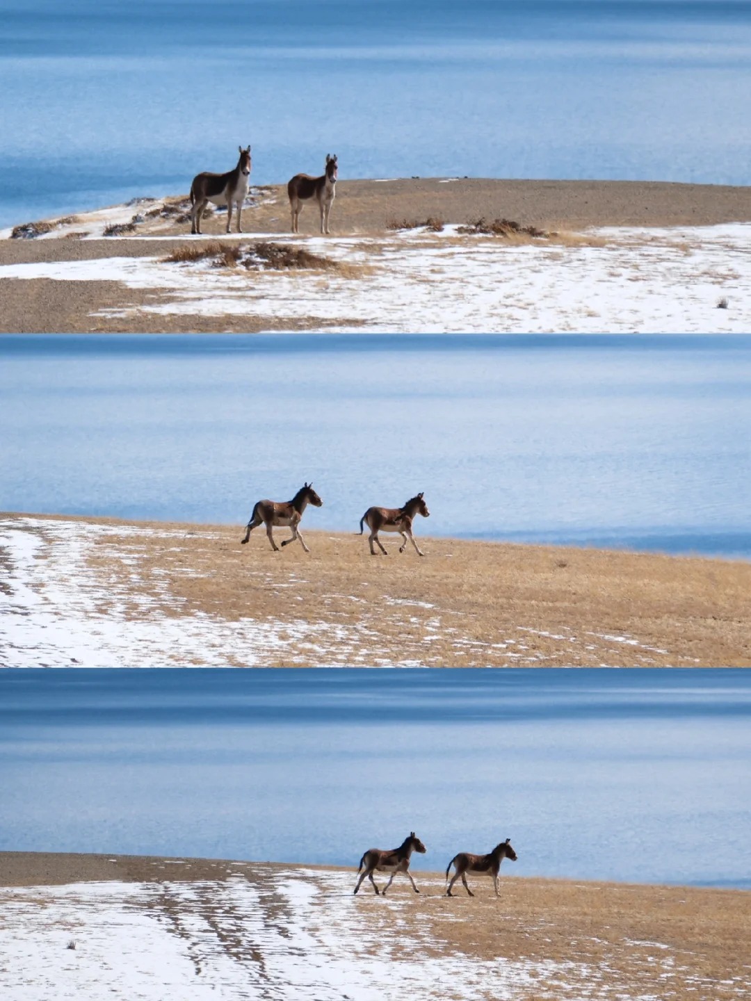 The King of the Three Sacred Lakes: Lake Manasarovar