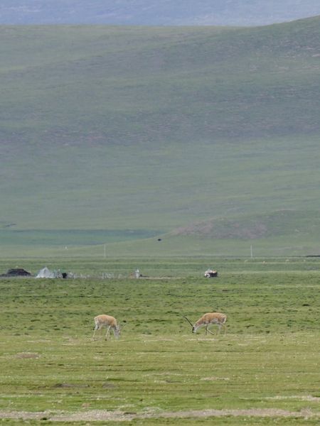 Northern Tibetan Prairie
