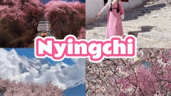 2025 Tibet Tour || 11-Day Peach Blossom Festival In-Depth Tour