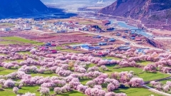 Direct Flight to Nyingchi: Bomi Peach Blossom Valley + Laigu Glacier+Lhasa+Yamdrok Lake + EBC + Qinghai-Tibet Railway 13-Day Tour