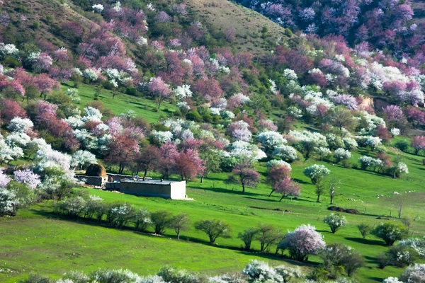 Is Yili Full of Flower Fields in June? What to Expect and Where to Go