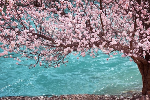 Who Overturned the Spring of Apricot Blossom Valley in Turgen Xinjiang