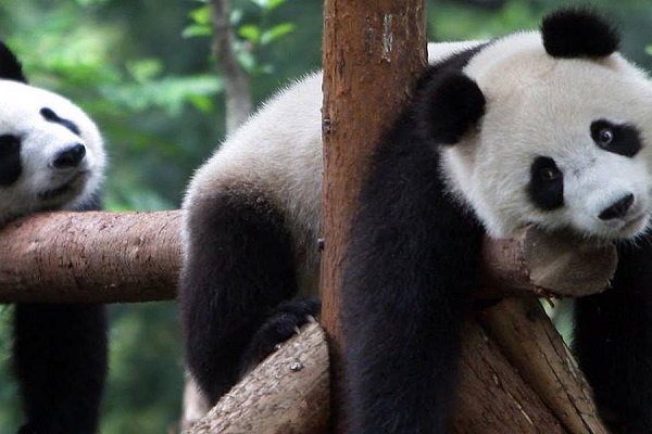 giant panda
