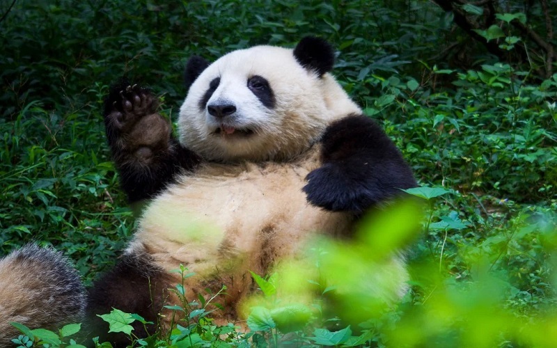 Chengdu Giant Panda Research Base Travel Guide: Attractions & Route