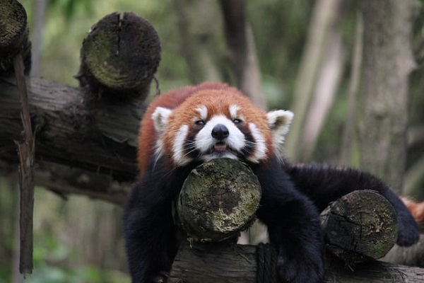 Red Pandas in Chengdu: A Playful Escape into Nature