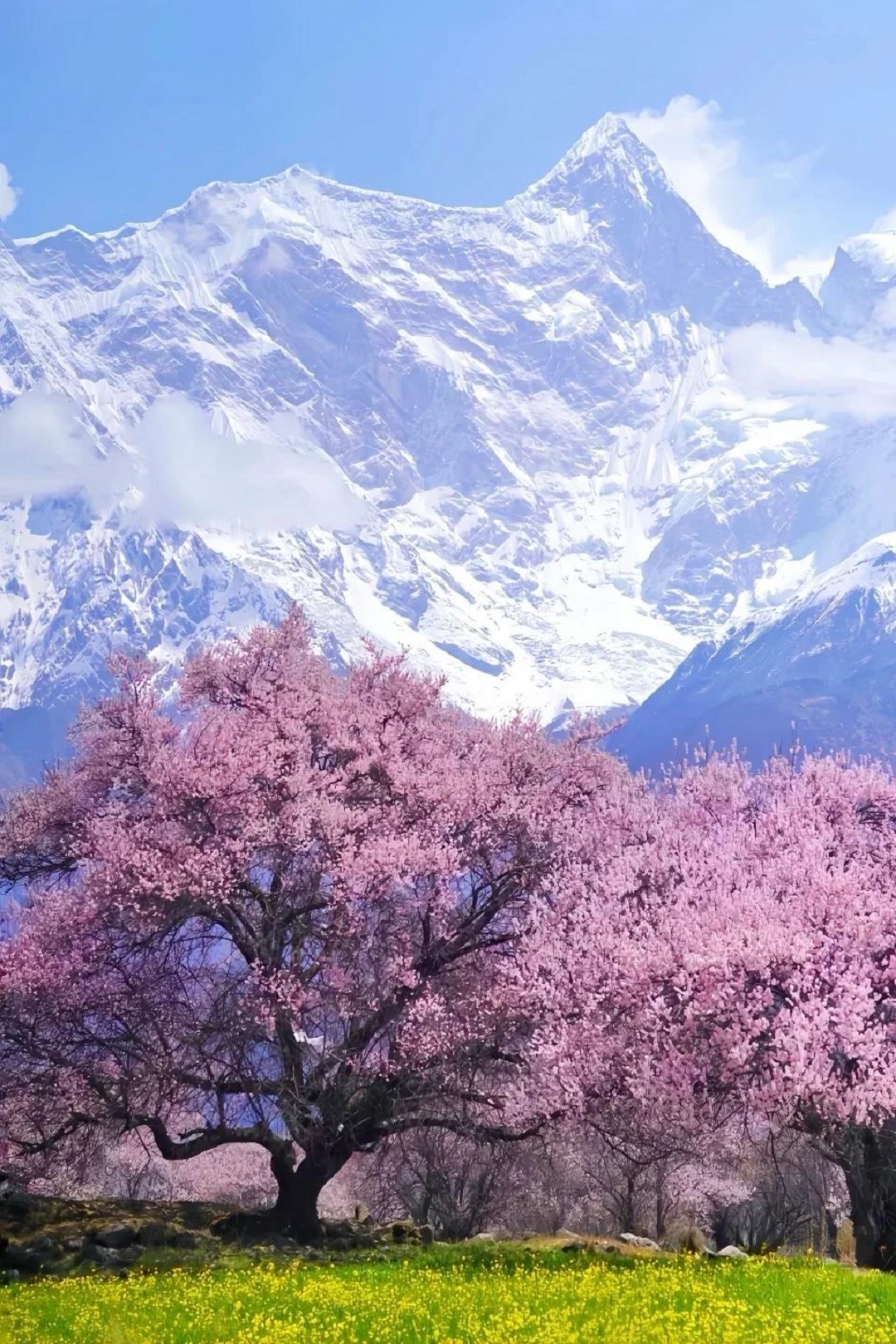 Tibet Nyingchi Peach Blossom Festival: Dates, Attractions & Travel Tips