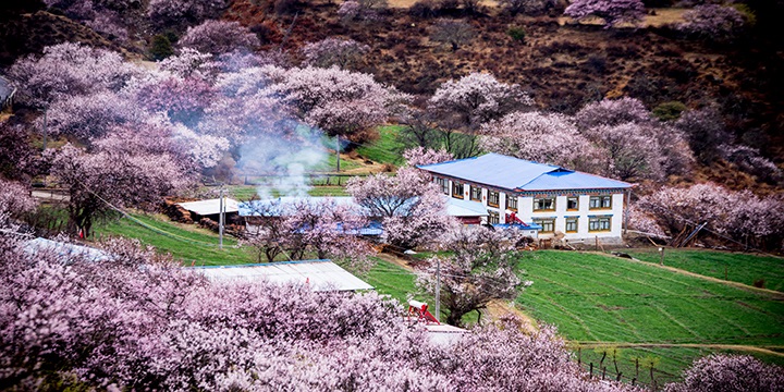 Tibet Nyingchi Peach Blossom