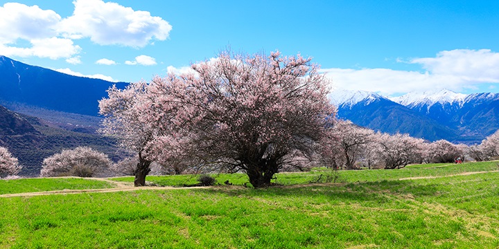 Tibet Nyingchi Peach Blossom