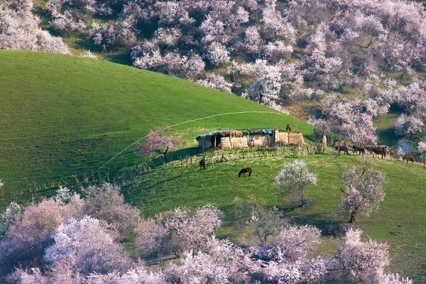 Exploring Xinjiang’s Apricot Blossoms in the Springtime Wonderland