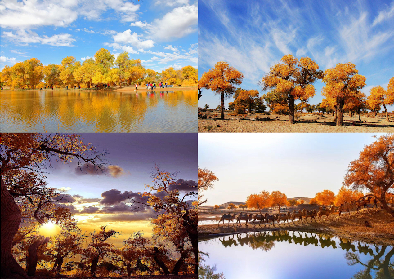 Ejina Populus Euphratica National Nature Reserve