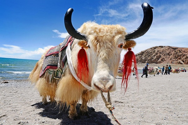 Yak