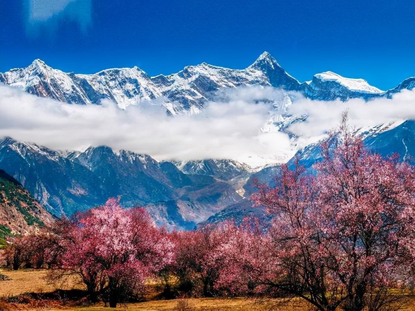 A Photographer’s Ultimate Guide to Nyingchi’s Enchanting Peach Blossoms