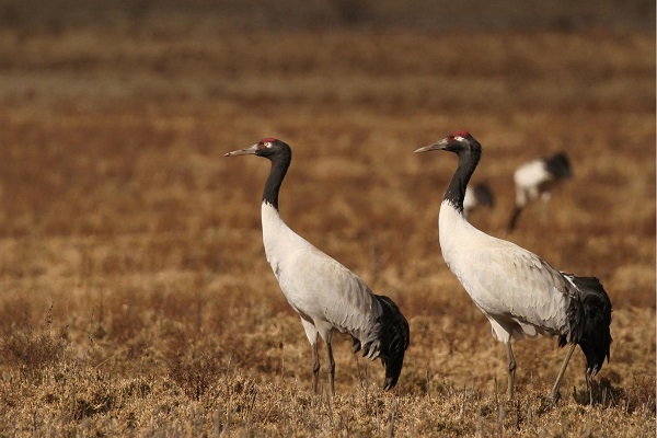 Black-Necked Crane