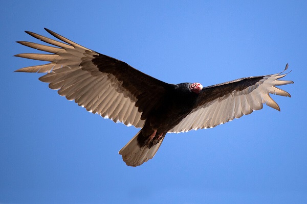 a vulture