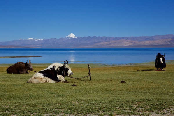 Tibet in summer