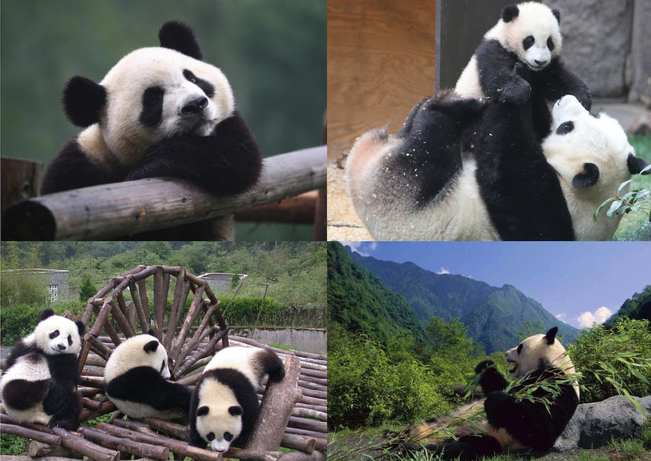 Giant Panda National Park