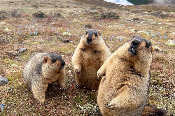 Himalayan Marmot