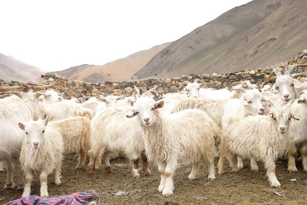 Tibetan Sheep