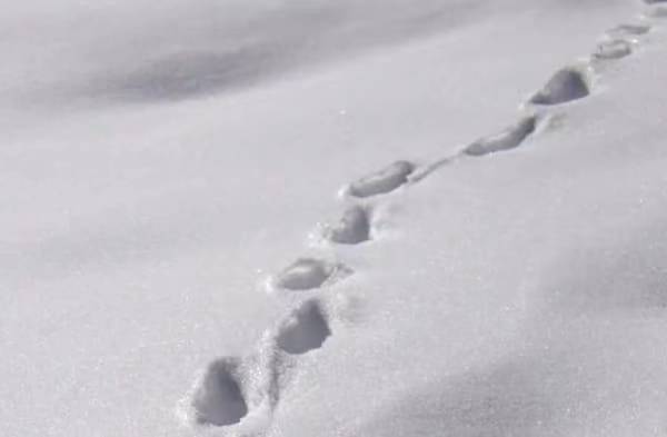 Yeti Animal