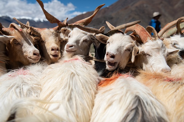 The Majestic Creatures of Tibet: A Traveler’s Guide