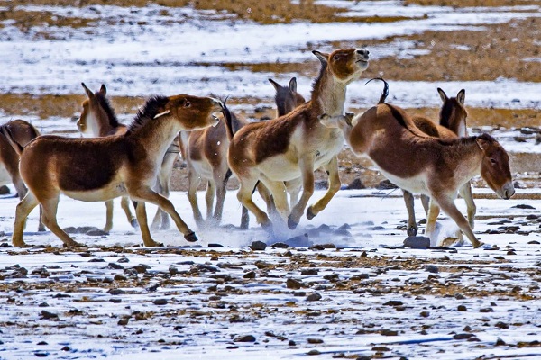 Tibetan Wild Ass