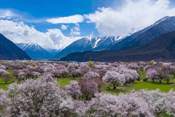 Tibet in spring