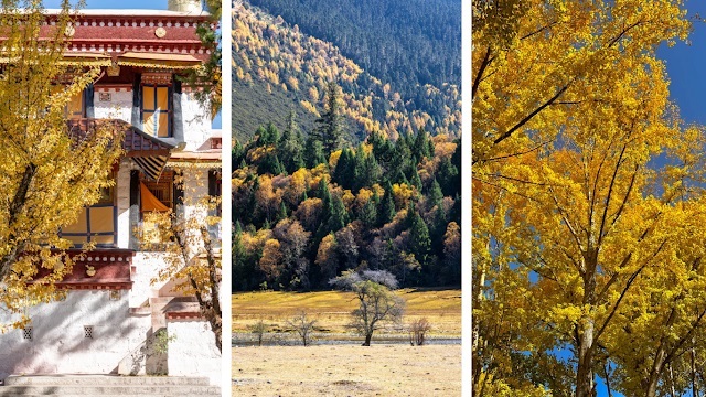 Autumn in Tibet: September–November Weather, Attractions & Travel Tips