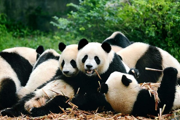 Giant Panda Breeding Research Base