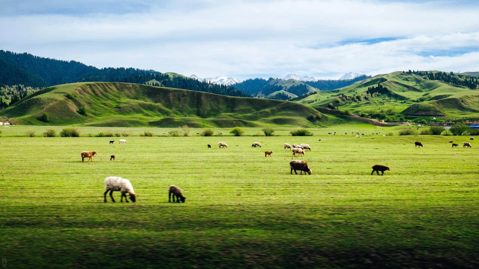 Best Cool Destinations in Xinjiang for Summer 2026: Where to Escape the Heat