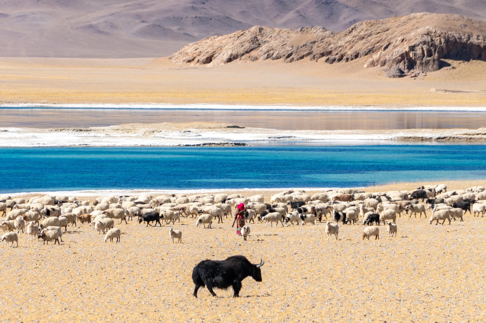 Wildlife of Tibet: Meet Snow Leopards, Antelopes & More