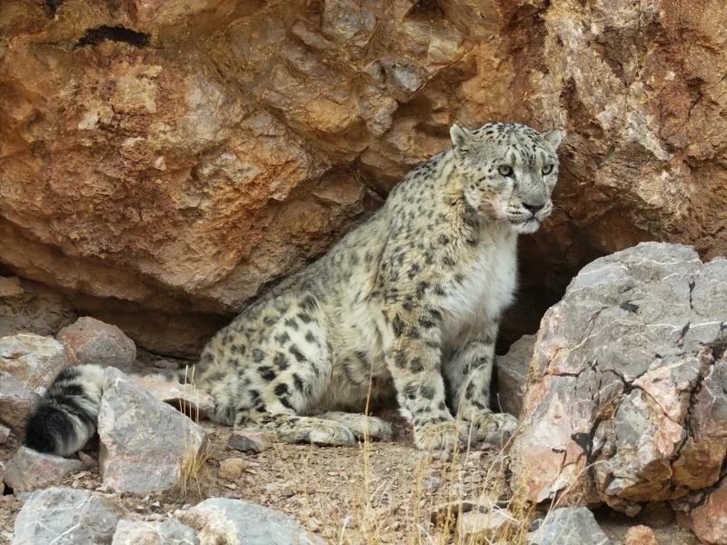Wildlife of Tibet: Meet Snow Leopards, Antelopes & More