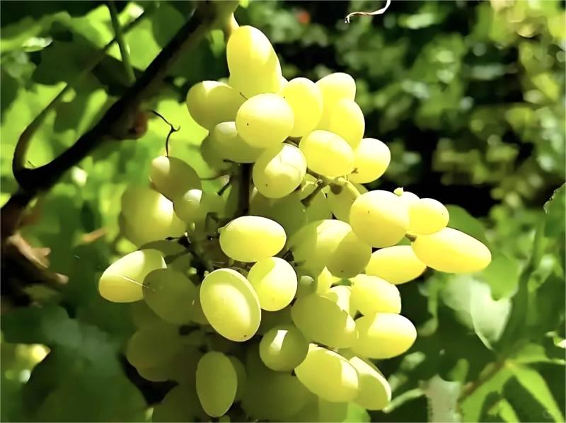 Best Places to Visit in Turpan :Jiaohe Ancient City,Grape Valleys & Desert Wonders
