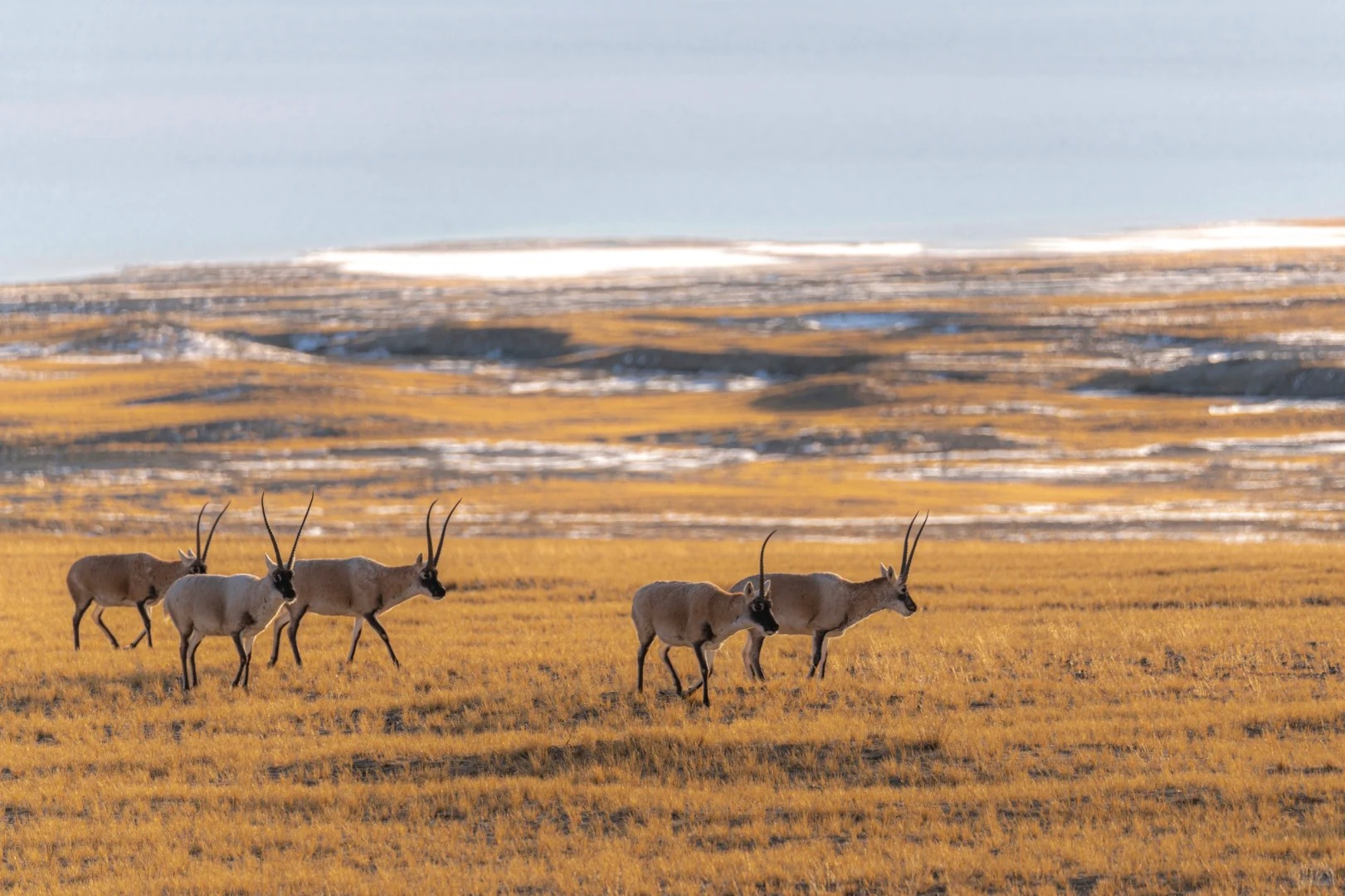 Wildlife of Tibet: Meet Snow Leopards, Antelopes & More