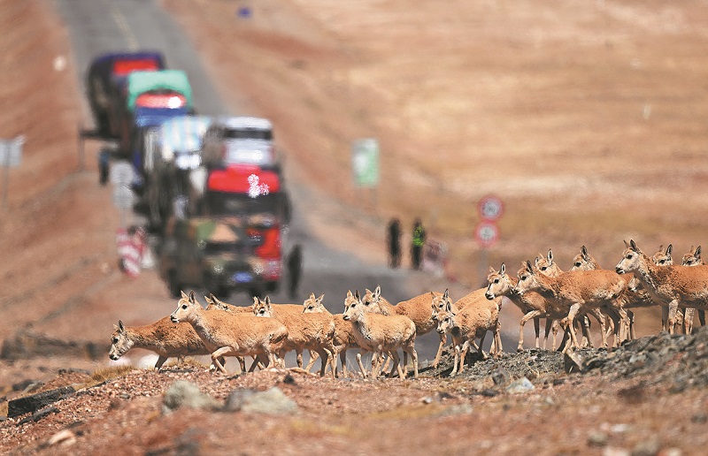 Discovering the Chiru - The Best Guide to the Tibetan Antelope