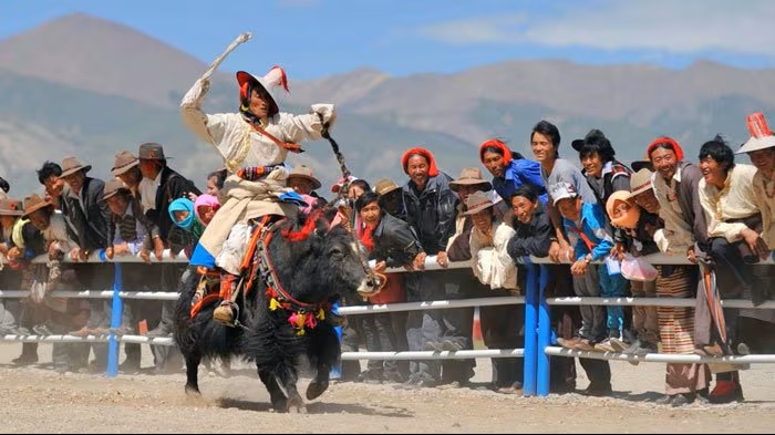 Tibetan Yaks: The Soul of the Plateau and Lifeline of Tibetan Culture