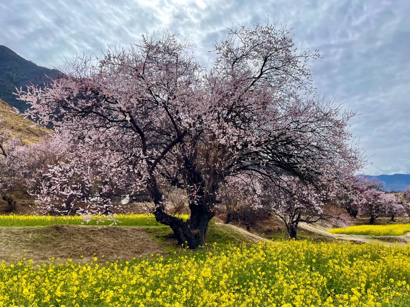 🌸 Spring in Tibet — Peach Blossoms & Blue Ice Cave Adventure!