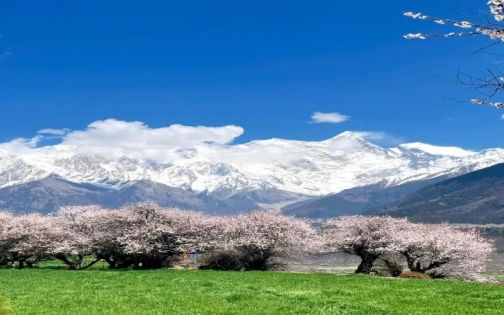 不用去富士山🗻我们中国林芝更美！_2_小谭_来自小红书网页版(1)