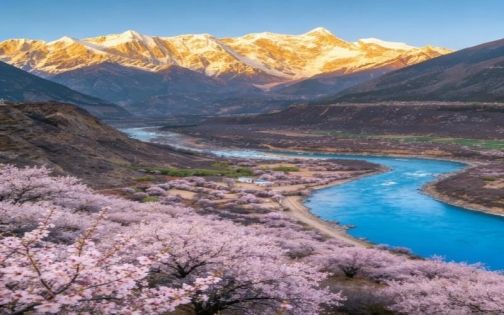 西藏林芝 3-4月封神花期 雪山桃林+藏寨金山_1_渝森去哪玩_来自小红书网页版(1)