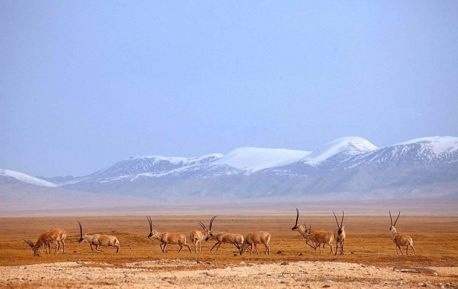 12-Day Chengdu to Lhasa Train Tour to Everest Base Camp