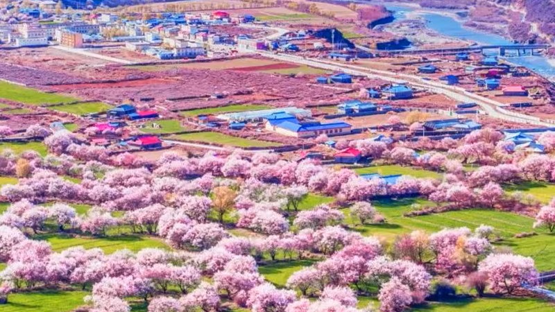 10-Day Tibet Peach Blossom Tour: Qinghai-Tibet Railway, Lhasa, Nyingchi, Bomi and more