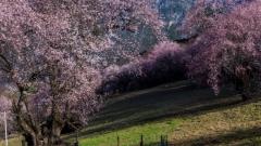 10-Day Tibet Peach Blossom Tour: Explore Lhasa, Nyingchi, Bomi and more