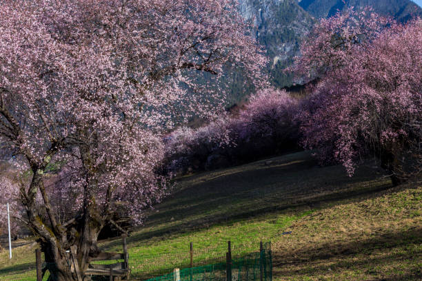 10-Day Tibet Peach Blossom Tour: Explore Lhasa, Nyingchi, Bomi and more