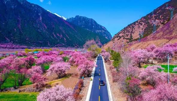 11-Day Nyingchi Peach Blossom Tour: Nyingchi, Lhasa, Yamdrok Lake and More