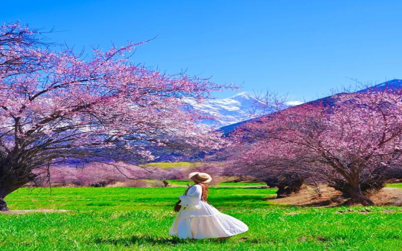 10-Day Tibet Spring Blossom Tour: Lhasa, Nyingchi, Bomi & Qinghai-Tibet Railway