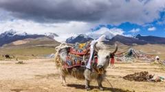 The Soul of the Tibetan Plateau: Unlocking the Millennial Legend of the Sacred Tibetan Yak